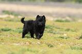 SCHIPPERKE 187